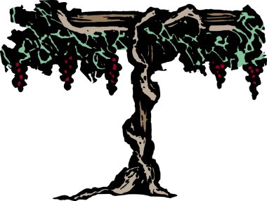 grapevine gravür çizimi
