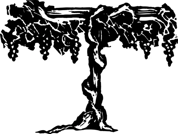 grapevine gravür çizimi