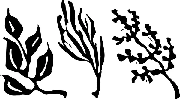 Woodcut Illustration of Herbals — Stock Vector