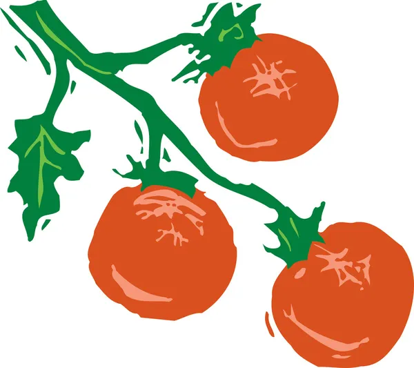 Woodcut Ilustración de tomates en vid — Vector de stock