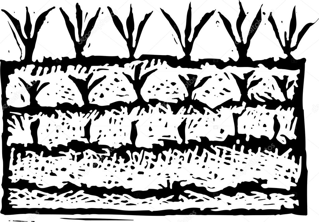 Woodcut Illustration of Garden