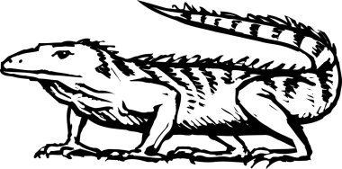 iguana çizimi