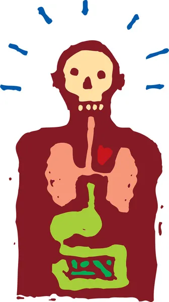 Tripas y órganos internos — Vector de stock