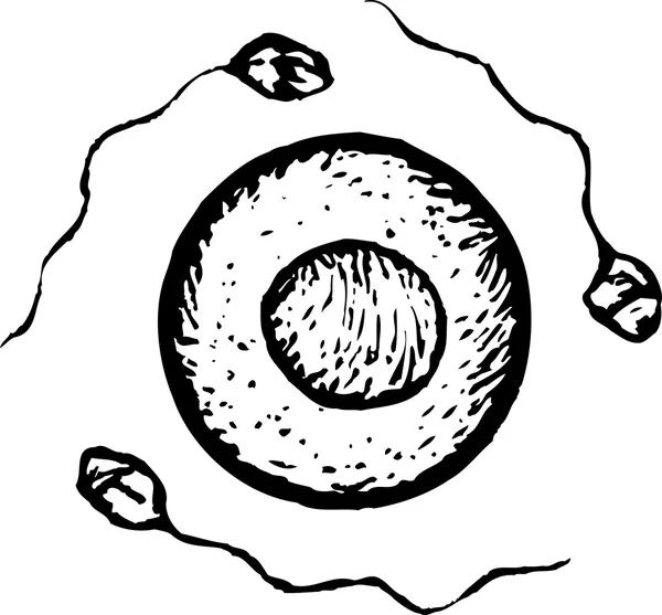 Woodcut ilustração de esperma e ovo —  Vetores de Stock