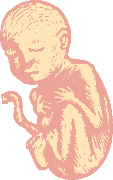 Woodcut Illustration of Human Fetus — Stok Vektör