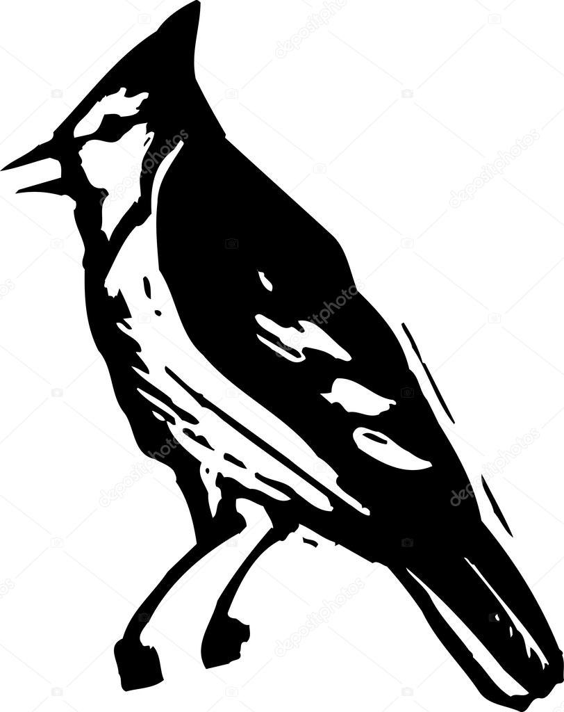 Vector Illustration of Jay Bird