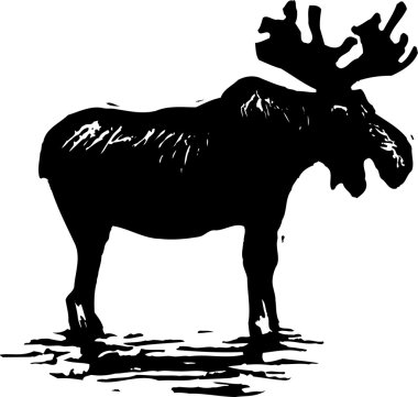 moose gravür çizimi