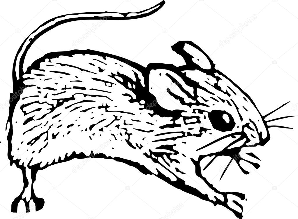 Woodcut illustration of Mouse