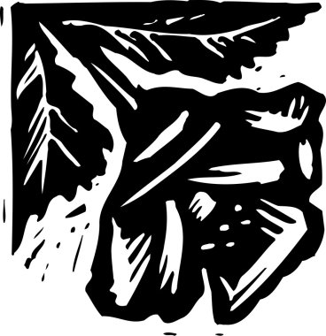 Botanik grafik süsleme gravür çizimi