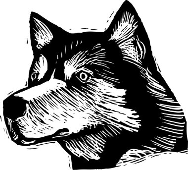 gravür şekil siberian husky köpek yüz