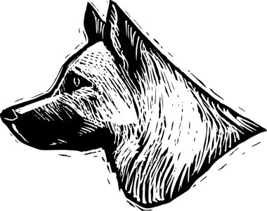 Alman çoban köpek yüzlü gravür çizimi