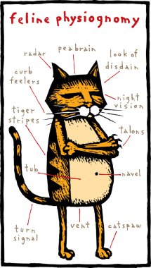 Woodcut Illustration of Feline Physiognomy clipart