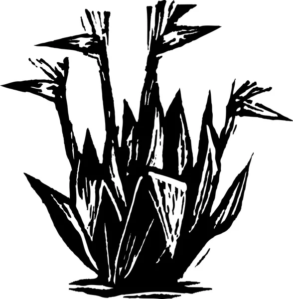 Woodcut Illustrazione della pianta degli uccelli del paradiso — Vettoriale Stock