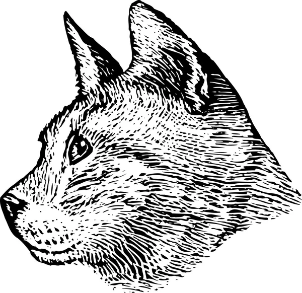 Träsnitt illustration av cat ansikte — Stock vektor