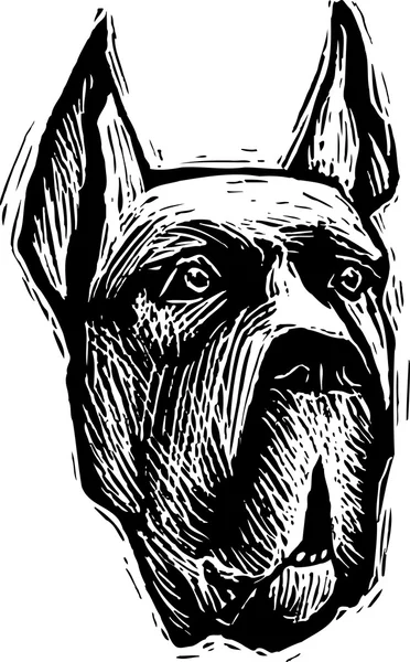 Woodcut Ilustração de Great Dane Dog Face — Vetor de Stock