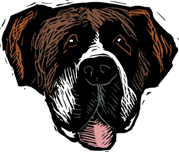 Woodcut Ilustración de la cara de perro de San Bernardo — Archivo Imágenes Vectoriales