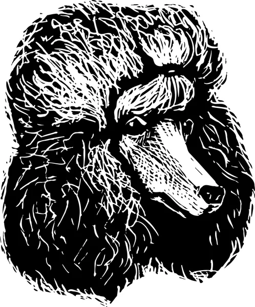 Woodcut Ilustración de cara de perro caniche — Vector de stock