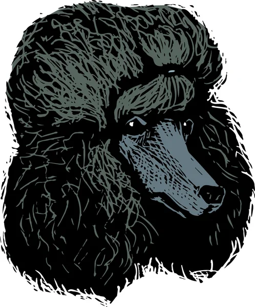 Woodcut Illustration of Poodle Dog Face — Stock Vector