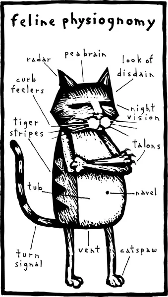 Woodcut Ilustración de Fisiognomía Felina — Archivo Imágenes Vectoriales