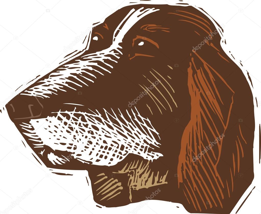 Woodcut Illustration of Basset Hound Dog Face