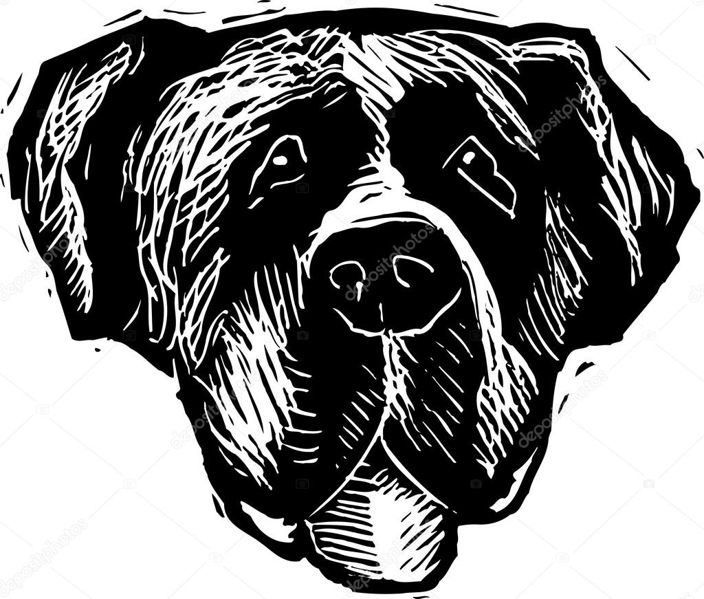 Woodcut Illustration of Saint Bernard Dog Face — Stock Vector © ronjoe ...