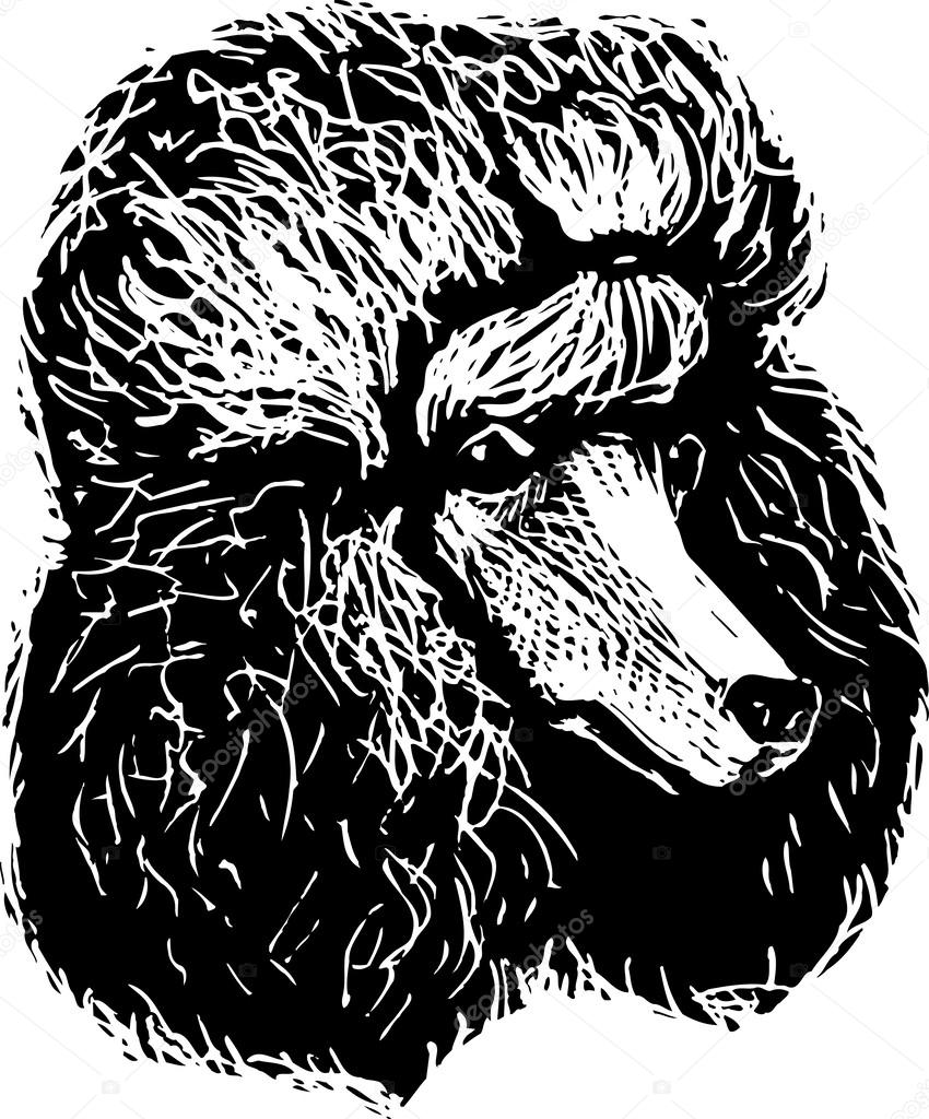 Standard Poodle 02bmc portrait svg White Print on black vector graphic dog art Poodle Cut in