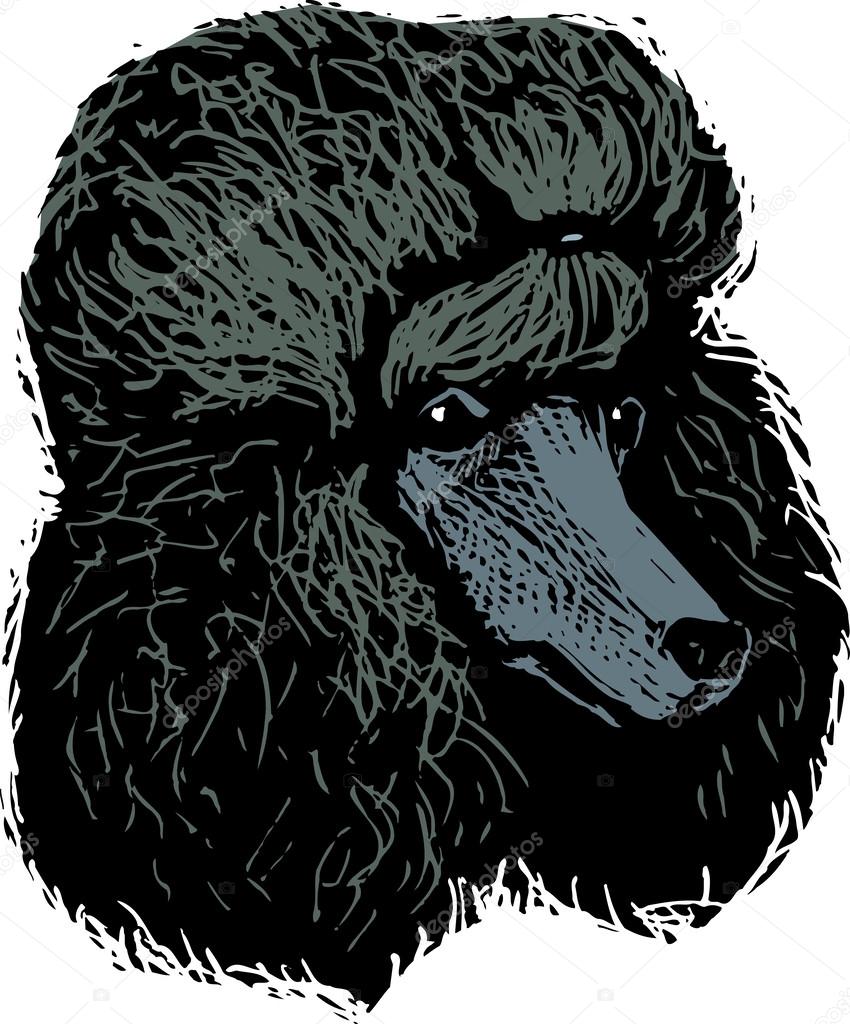 Woodcut Illustration of Poodle Dog Face