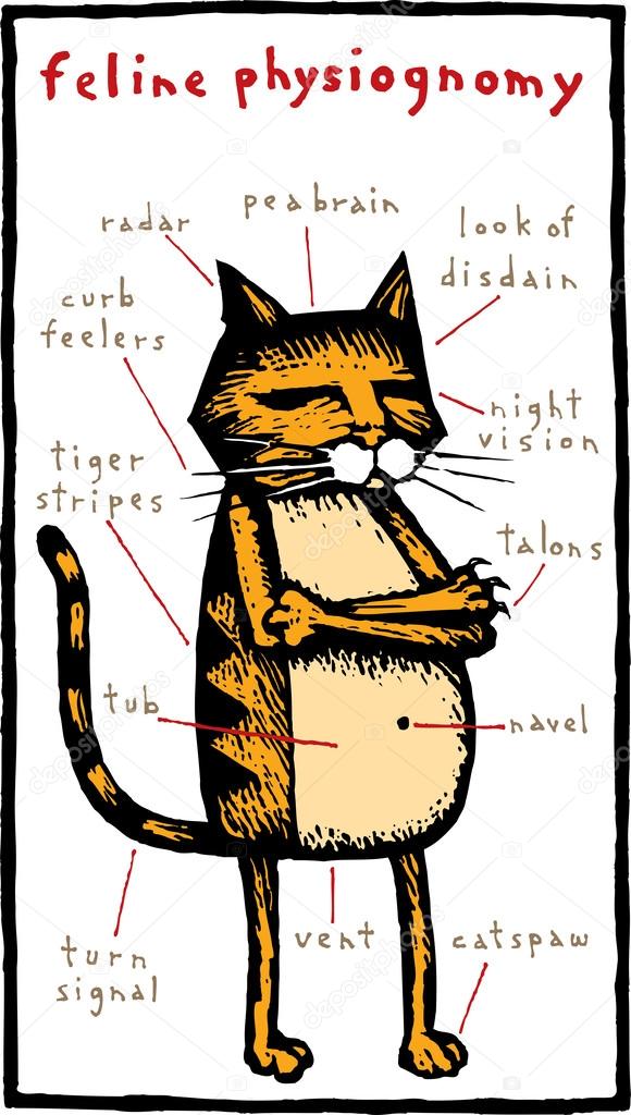Woodcut Illustration of Feline Physiognomy
