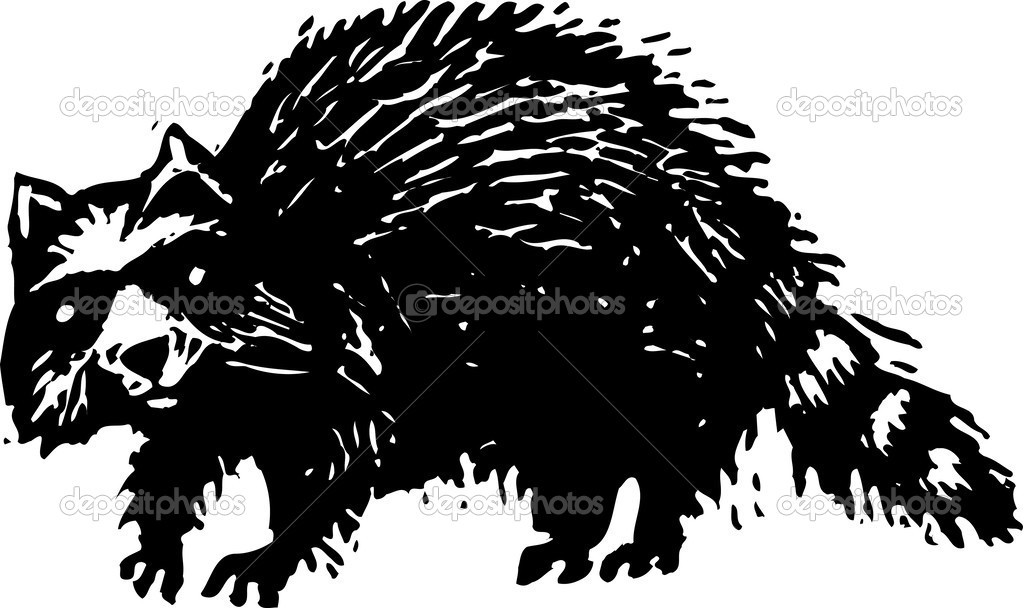 Woodcut Illustration of Raccoon