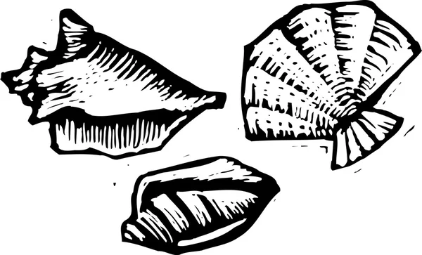 Vector Illustration of Sea Shells — Stock Vector