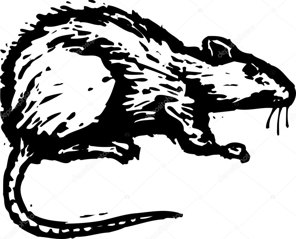 Vector Illustration of Rat
