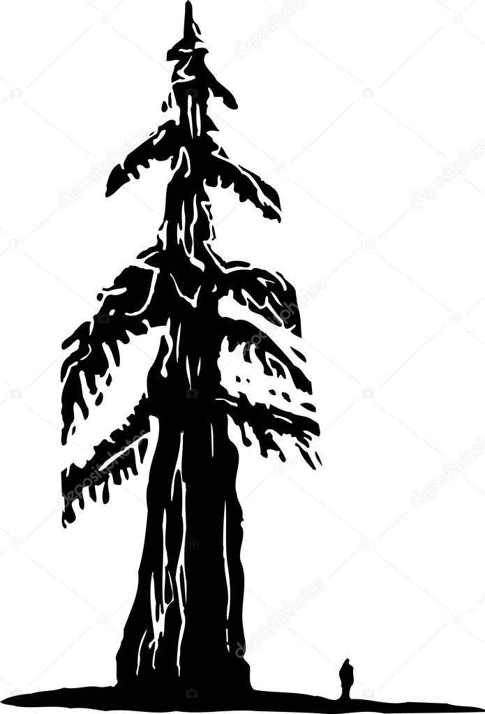 giant redwood silhouette