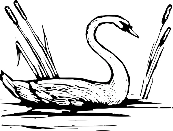 Vector illustration of Swan — Stock Vector