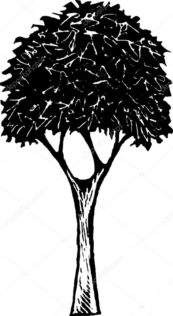 Woodcut Illustration of Tree