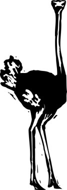 Devekuşu gravür çizimi