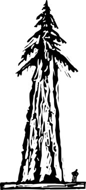 Woodcut Illustration of Redwood Tree