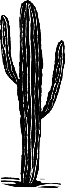 Woodcut Ilustración de Cactus Saguaro — Archivo Imágenes Vectoriales