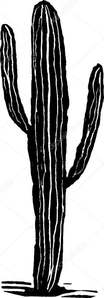 Imagens vetoriais Xilogravura cactus