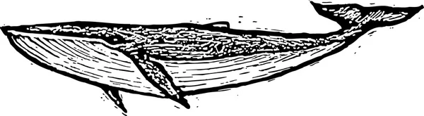 Ilustración vectorial de ballena — Vector de stock