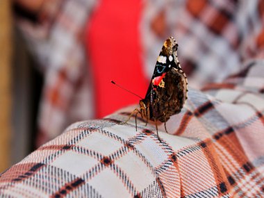 kadının elindeki kelebek