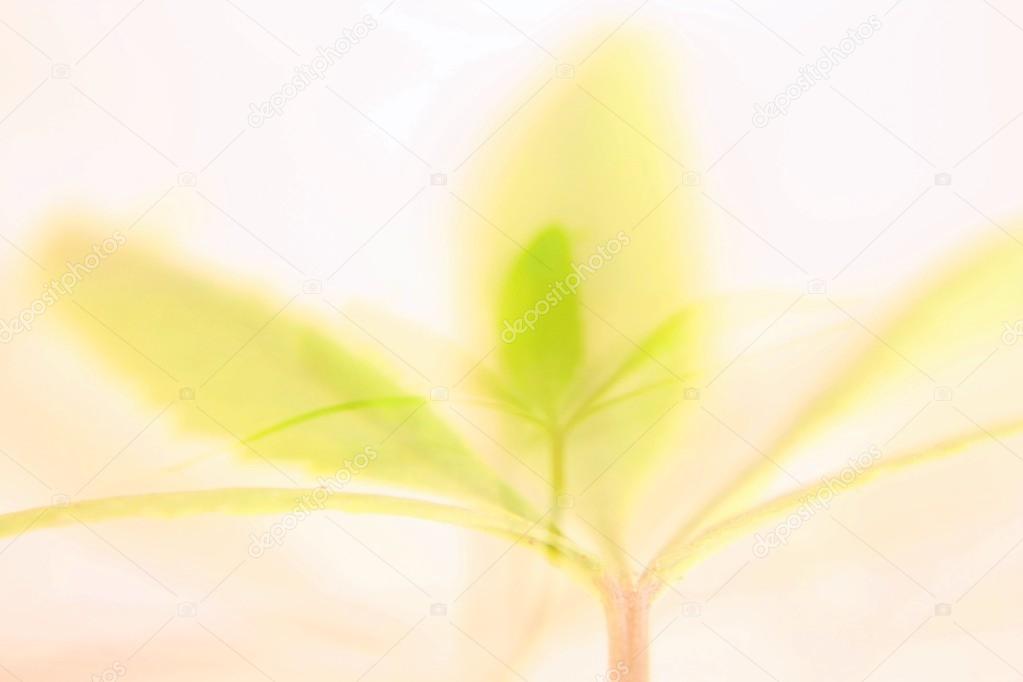 The dreaming abstract picture of cannabis leaf