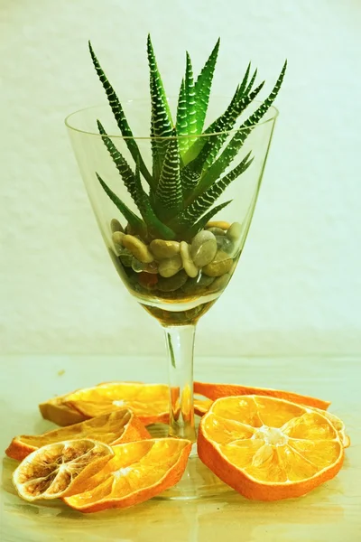 Aloe vera — Foto Stock