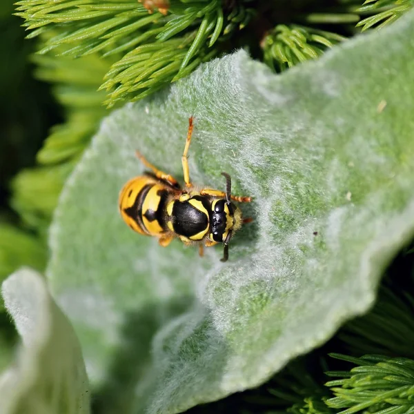 Hornet on green leaf — Stock Photo, Image