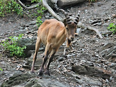 büyük erkek dağ keçisi