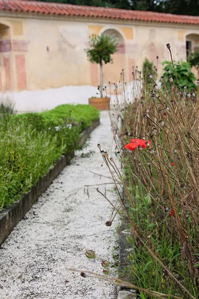 Amapola roja — Foto de Stock