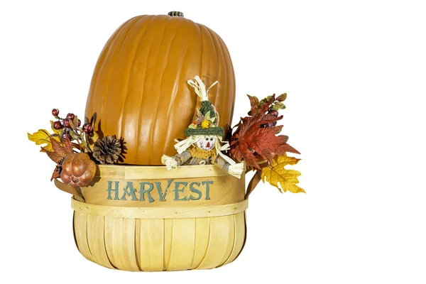 Pumpkin Harvest — Stock Photo, Image