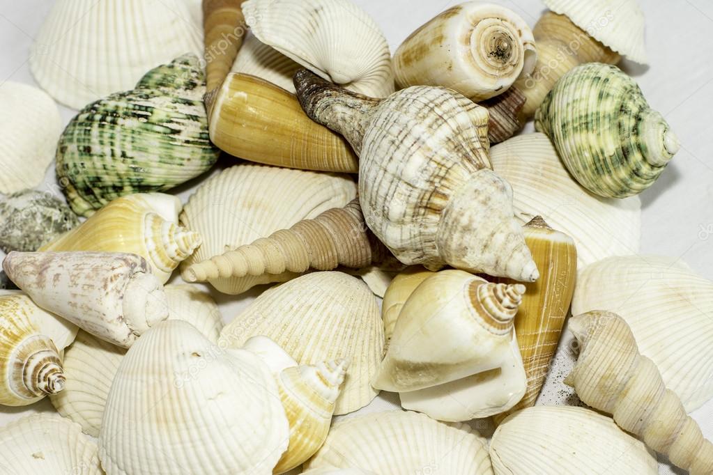 Sea Shells Background