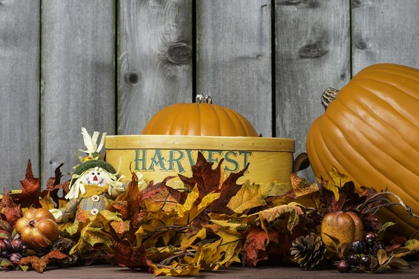 Pumpkin Harvest 3 — Stock Photo, Image