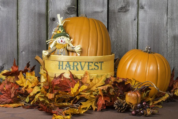 Pumpkin Harvest — Stock Photo, Image