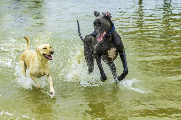 Köpekler suda oynuyor. — Stok fotoğraf